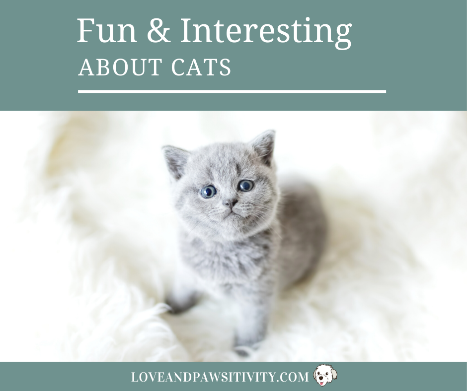 3 fashion interesting facts about cats