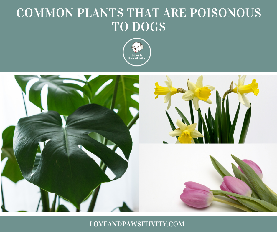 Common Plants That Are Poisonous to Dogs