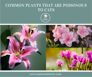 Common Plants That Are Poisonous to Cats