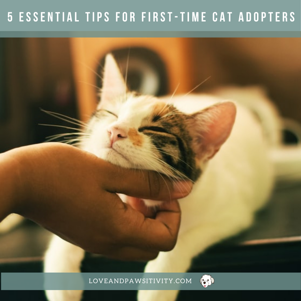 5 tips for a happy first day with your new cat. First-time cat adopters