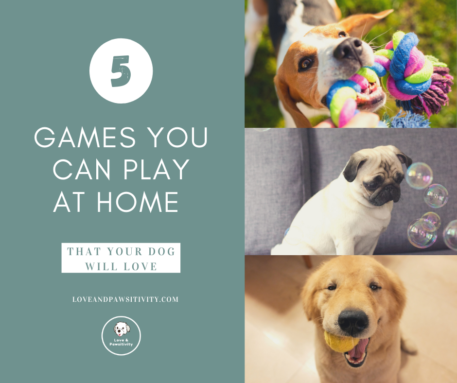 5 Games You Can Play At Home that Your Dog Will Love