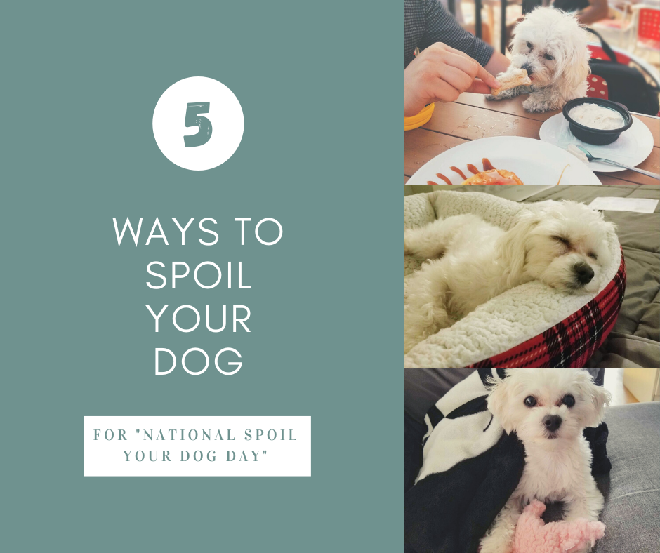 5 Ways To Spoil Your Dog On National Spoil Your Dog Day (August 10th)