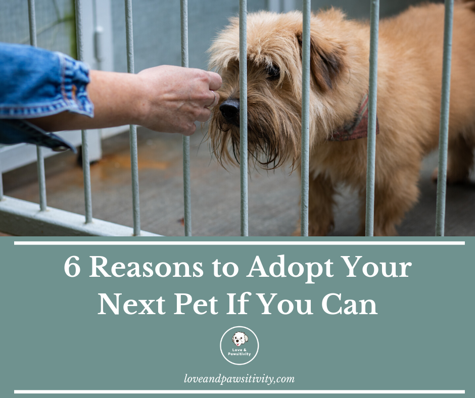 6 Reasons to Adopt Your Next Pet If You Can