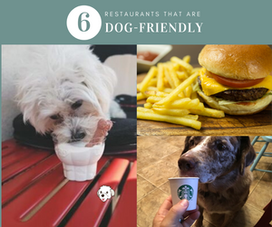 6 Dog Friendly Restaurants + Tips and Resources to find more