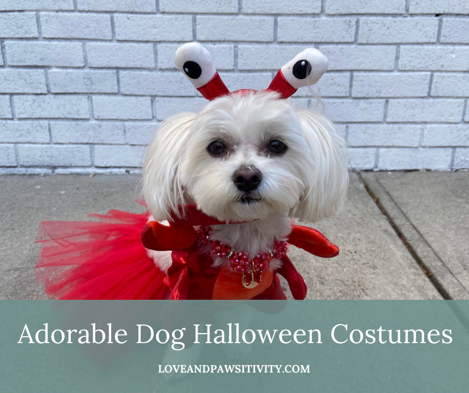 Check out these adorable Dog Halloween Costomes