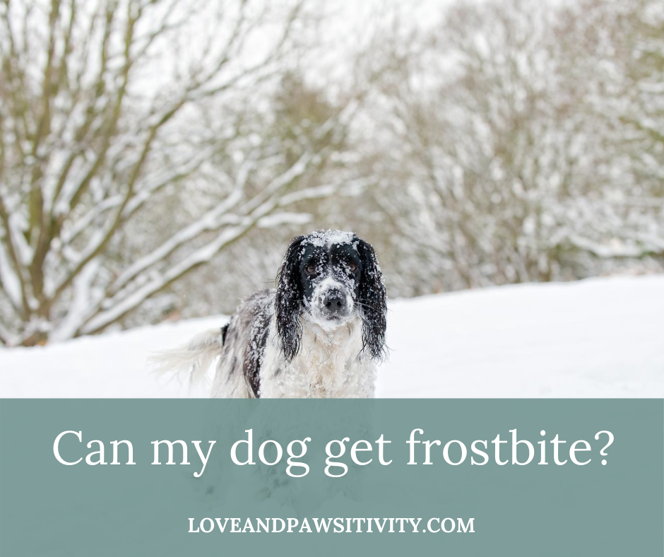 Can dogs get frostbite? Helpful tips to keep your dog safe and happy