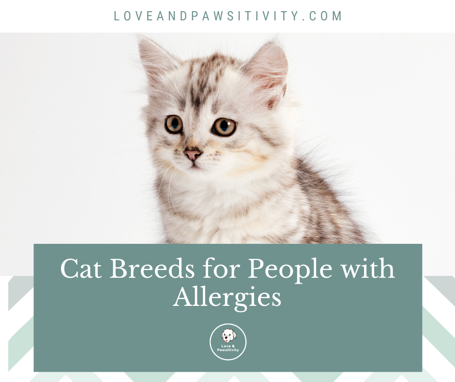 Hypoallergenic Cat Breeds for People with Allergies