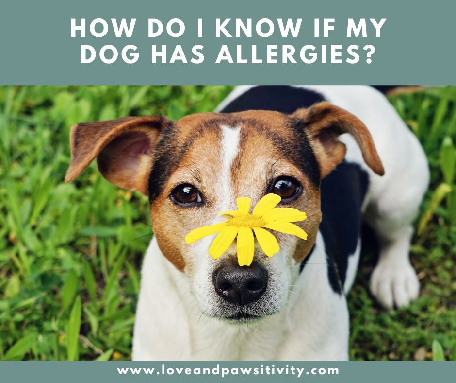 How do I know if My Dog has Allergies?