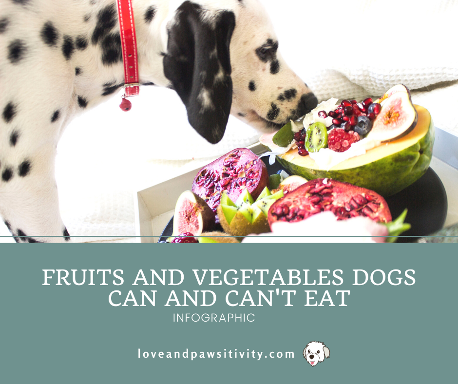 What Fruits and Vegetables Are Safe For Your Dog to Eat [Infographic]