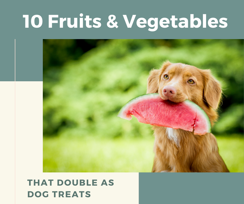 10 Fruits and Vegetables that Double as Dog Treats