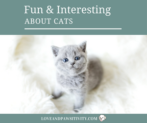 Fun and Interesting Facts About Cats