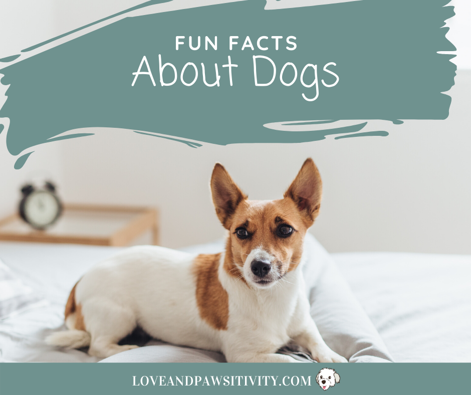 Fun and Interesting Facts About Dogs
