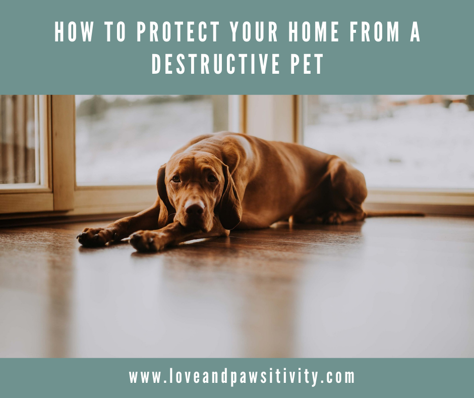 How to Protect Your Home From a Destructive Pet
