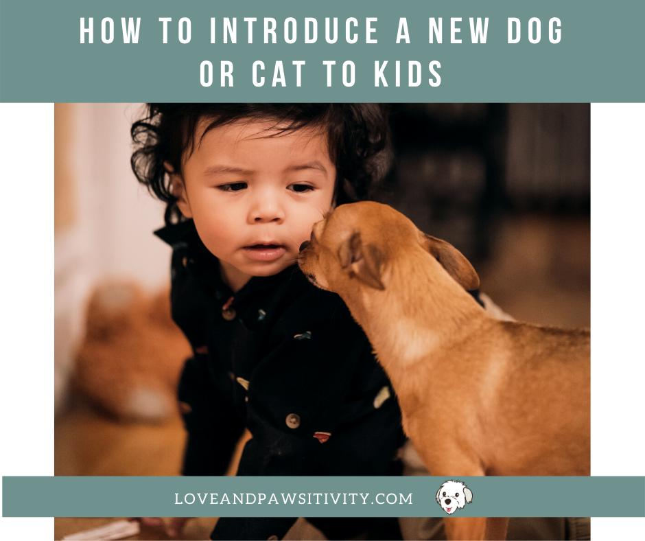 How do I safely introduce a new dog or kitten to my kids? 5 Surprisingly simple tips