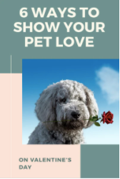 6 ways to show your Dog or Cat you love them for Valentine's Day