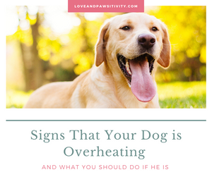 Signs That Your Dog is Overheating and What You Should Do If He is