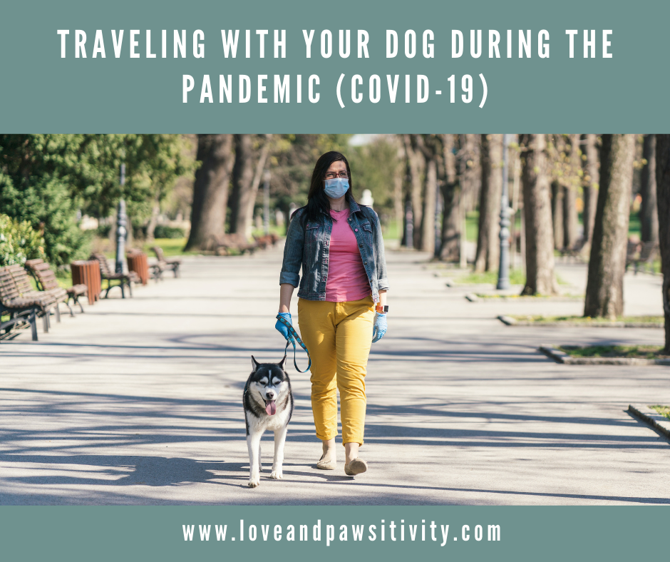 How can I safely travel with my dog during the COVID-19 pandemic?