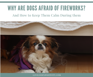 Why Are Dogs Afraid of Fireworks? And How to Keep Your Dog Calm and Safe During FIreworks