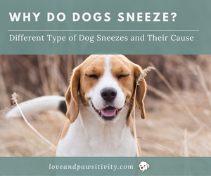 Why Do Dogs Sneeze? Different Type of Dog Sneezes and Their Cause