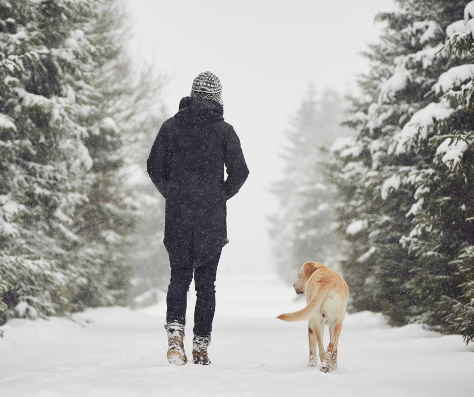 5 Things to Do With Your Dog During the Winter